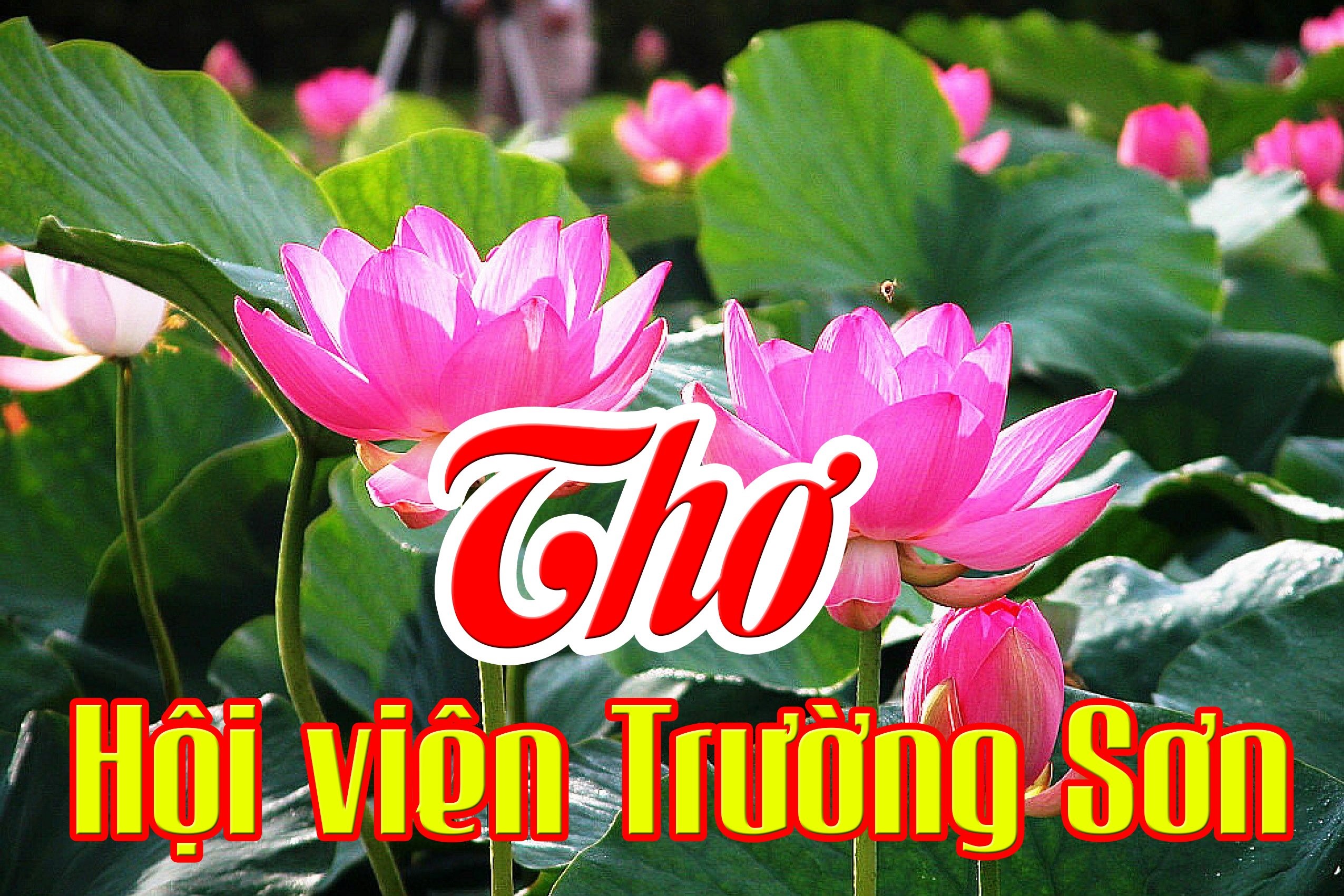 Tri ân - Thơ: Nguyễn Sơn Hải