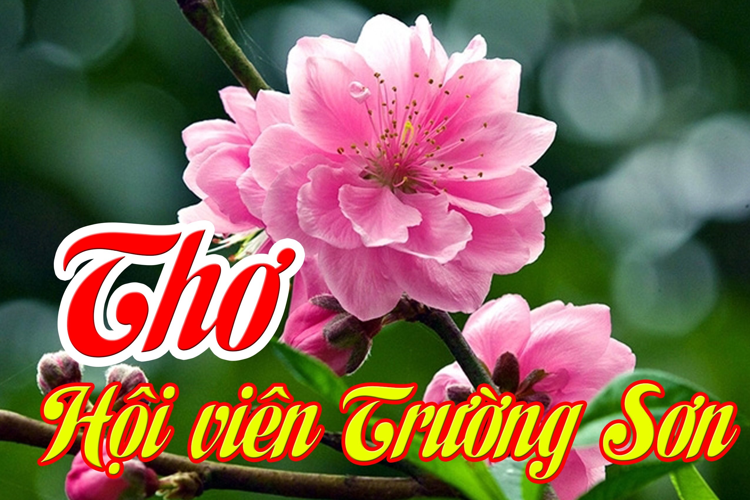 Nhớ - Thơ: Nguyễn Sơn Hải