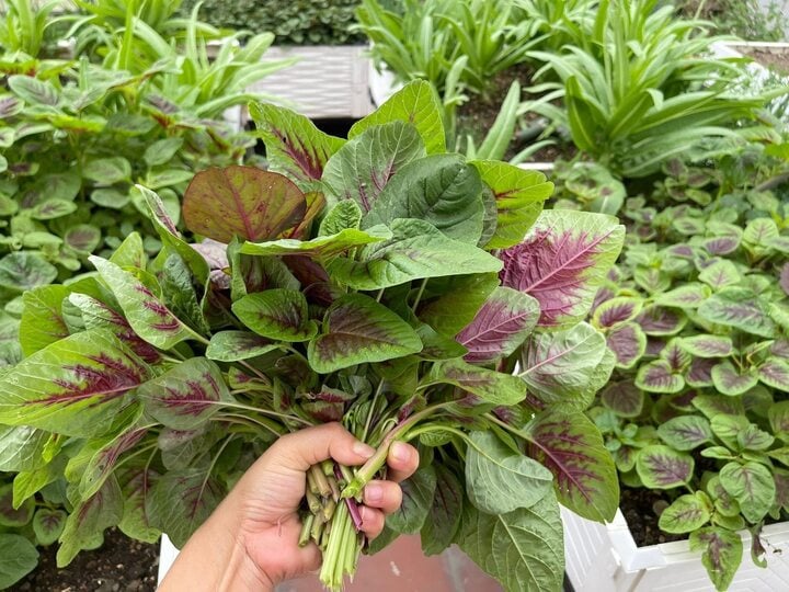 Trồng rau tại nhà là phương pháp an toàn nhất. (Ảnh minh họa: Thom Vu)