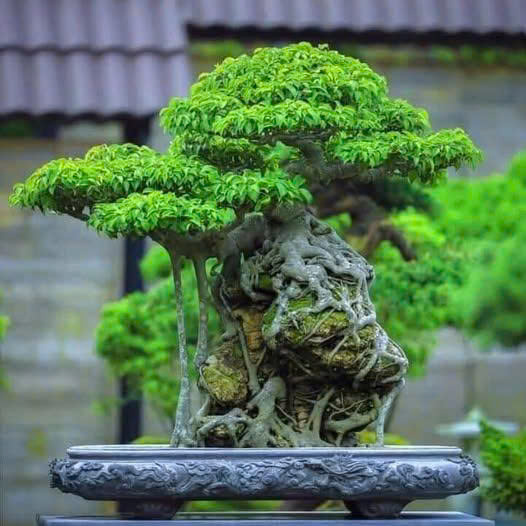 “Chuyện Làng Nôm” - Thơ: Phạm Cao Phong